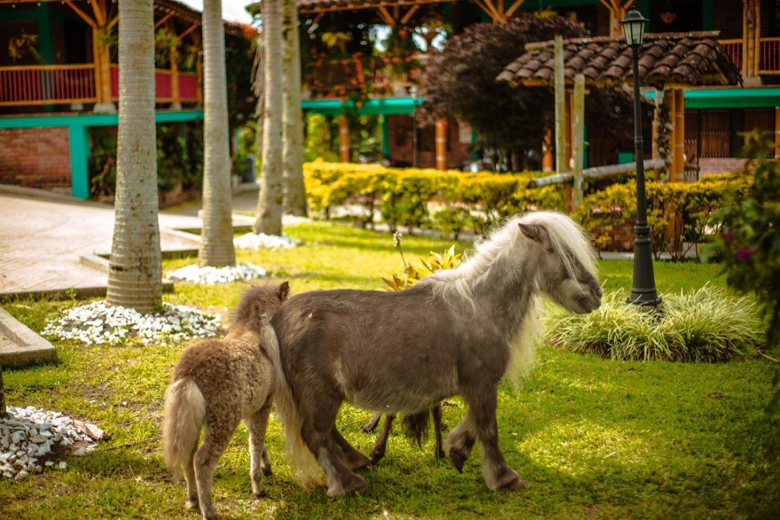 Finca Hotel El Diamante Calarcá Dış mekan fotoğraf