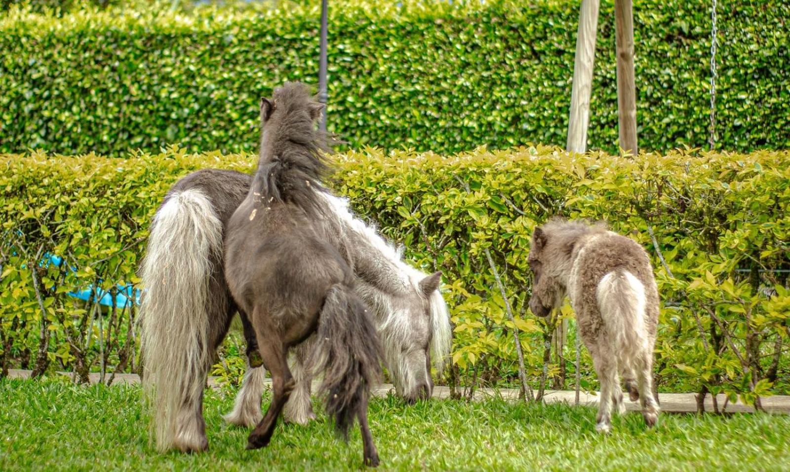 Finca Hotel El Diamante Calarcá Dış mekan fotoğraf