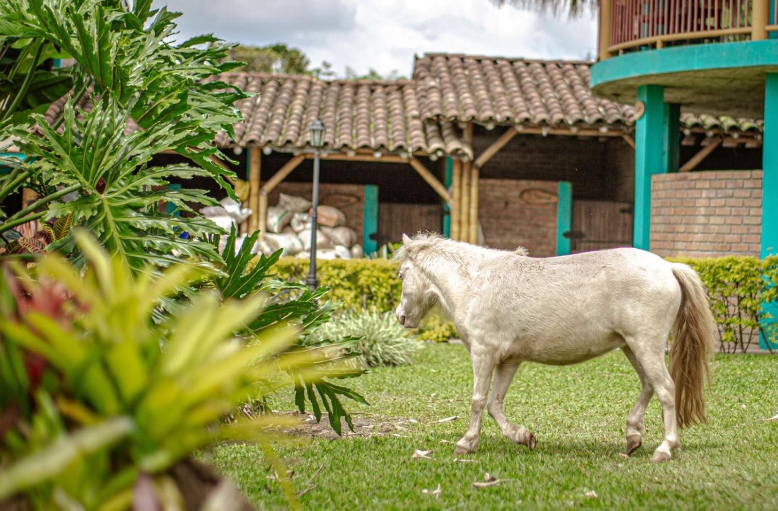 Finca Hotel El Diamante Calarcá Dış mekan fotoğraf