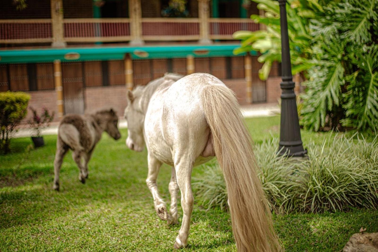 Finca Hotel El Diamante Calarcá Dış mekan fotoğraf
