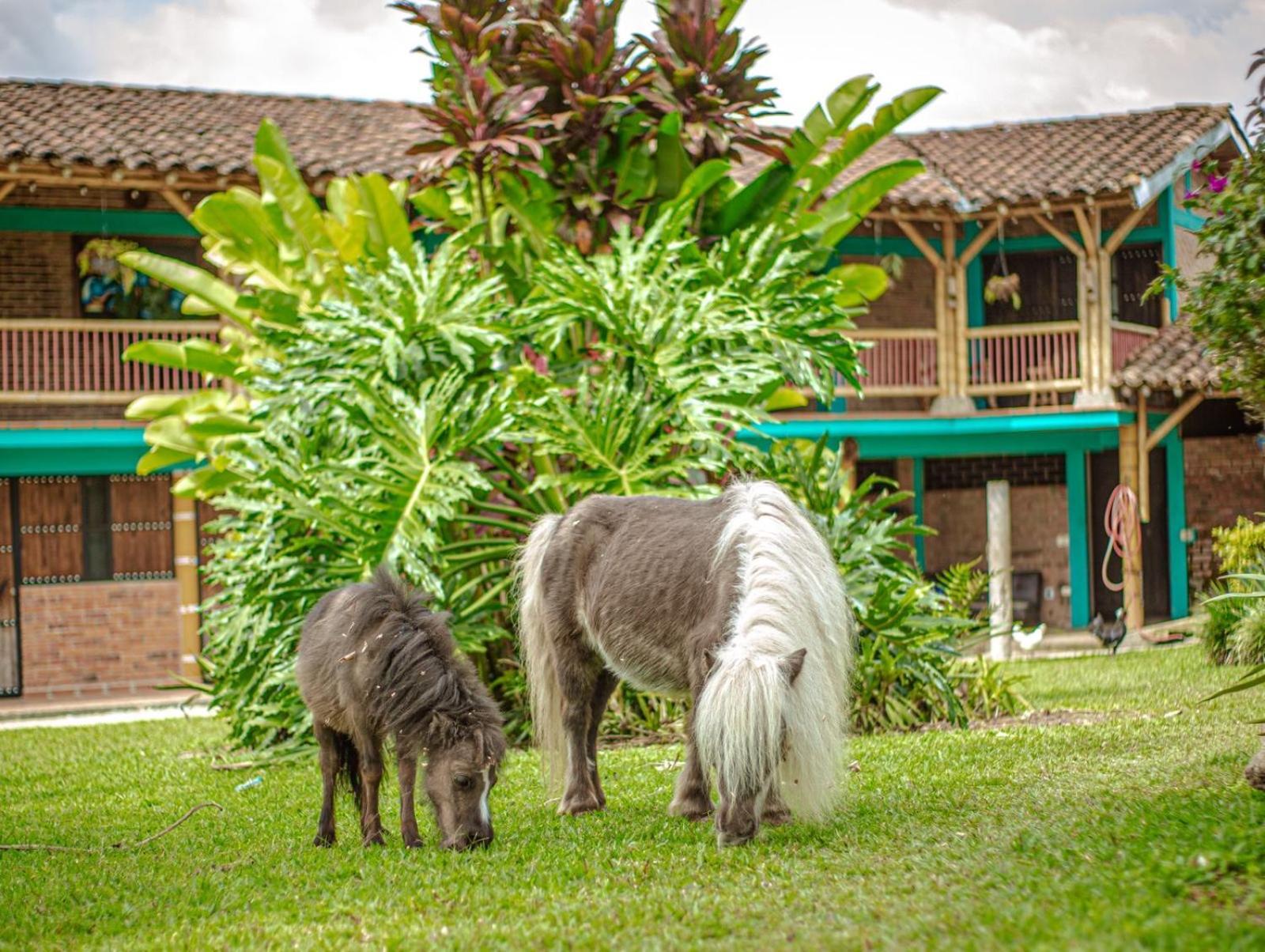 Finca Hotel El Diamante Calarcá Dış mekan fotoğraf